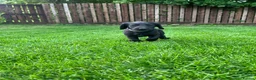 Labradoodle dogs for sale: Stunning Standard labradoodles f1   - Advert 13