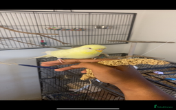 Budgerigars birds for sale: 2 budgies and all accessories/equipment   - Image 2