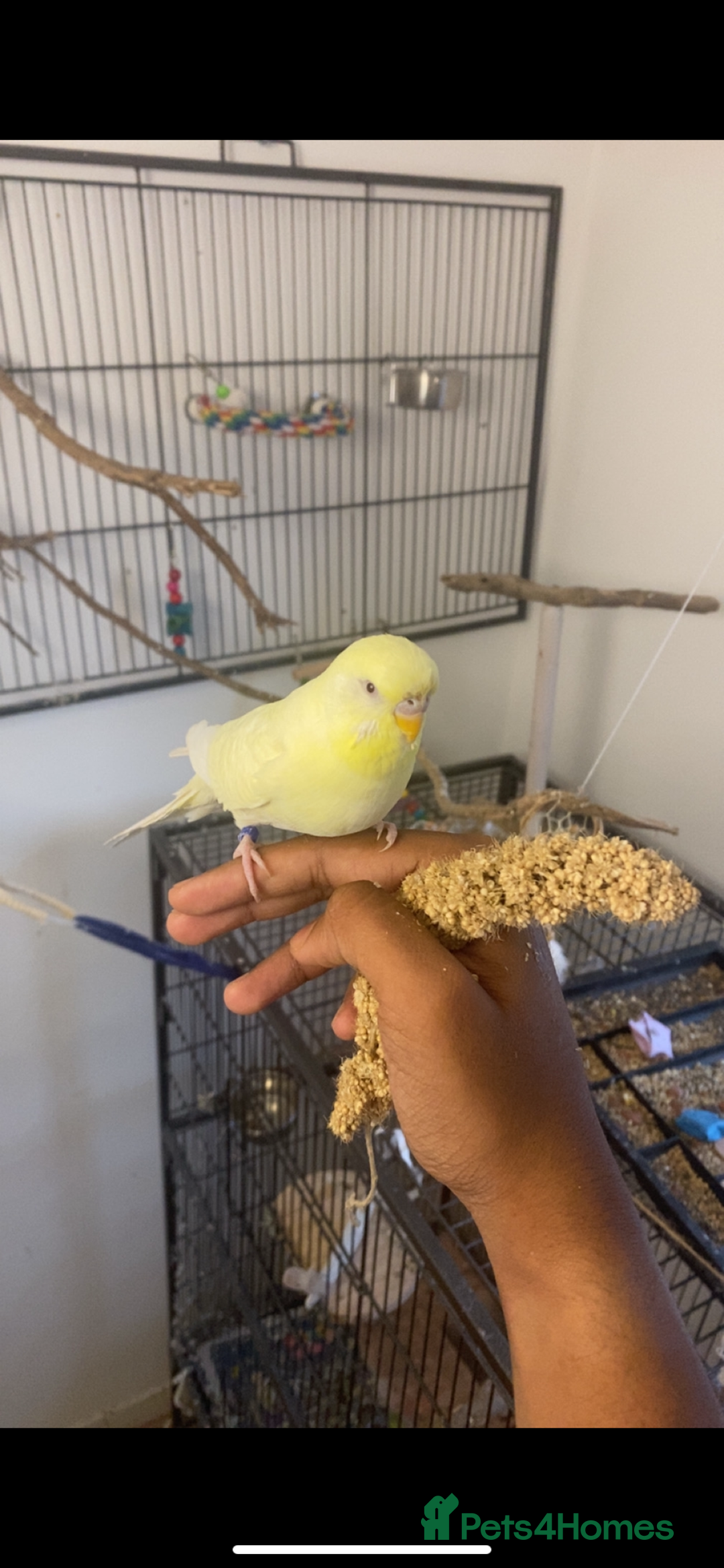 Budgerigars birds for sale: 2 budgies and all accessories/equipment   - Image 2