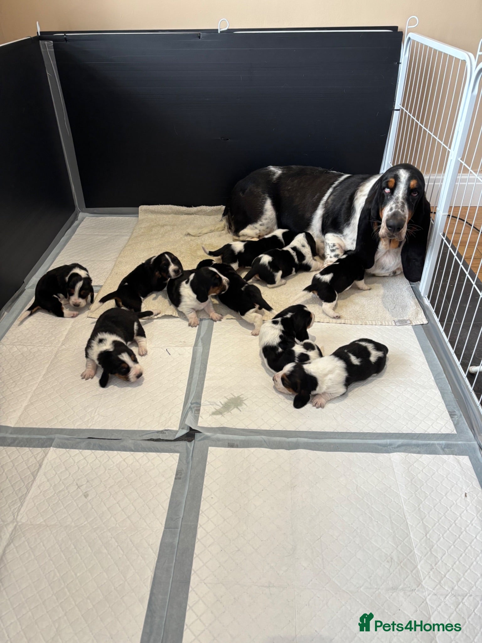 Basset Hound dogs Bassett hound puppiess - Advert 1