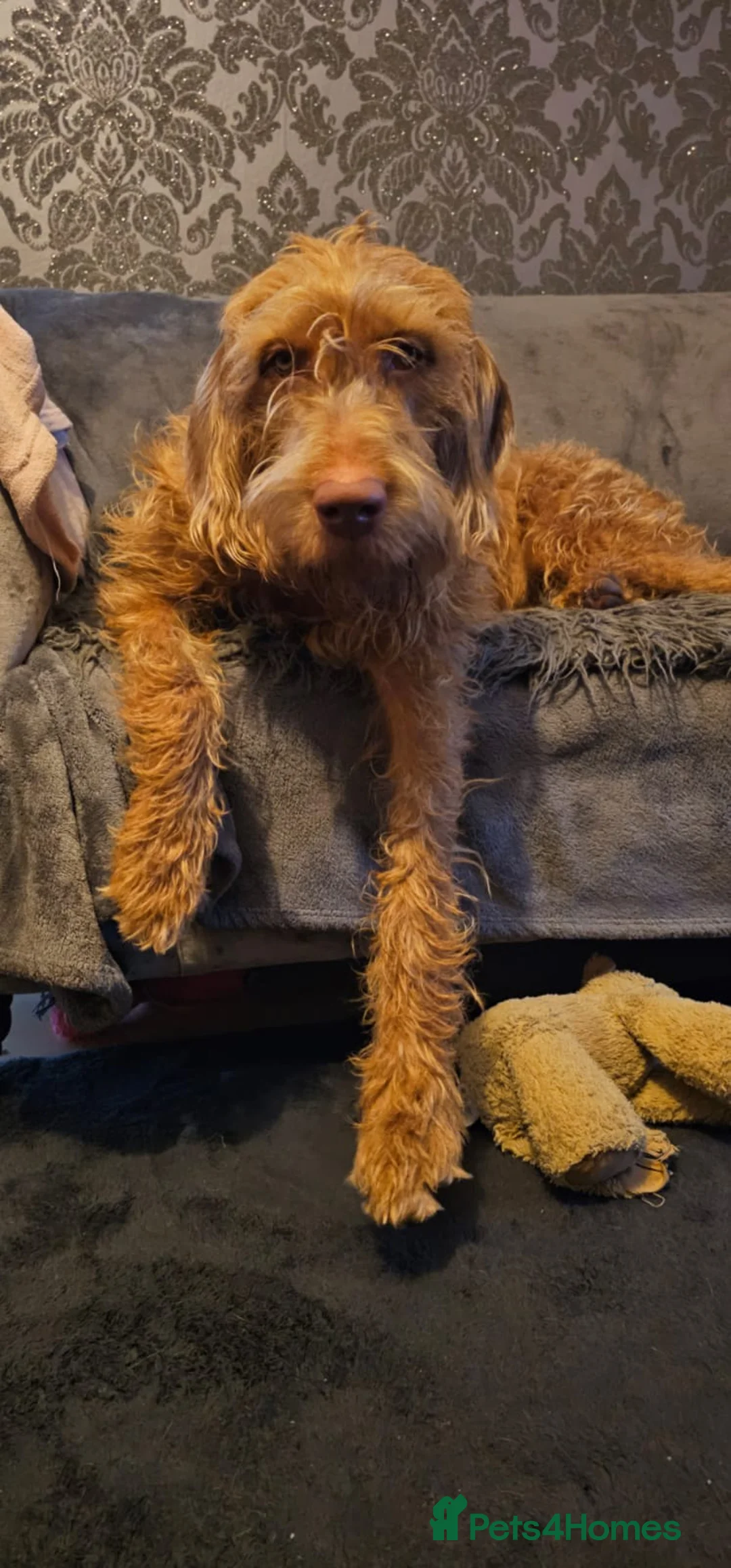 Hungarian Vizsla dogs for sale: Wirehaired vizsla puppies  - Advert 20