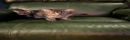 British Shorthair cats for sale: READY NOW 🩵🩷 - Advert 23