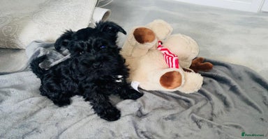 Miniature Schnauzer dogs - Advert 11