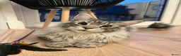Maine Coon cats for sale: Beautiful XL Russian maine coon litter🌷✨ in Preston - Advert 5