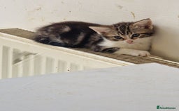 Mixed Breed cats for sale: 3 Adorable kittens  - Image 5