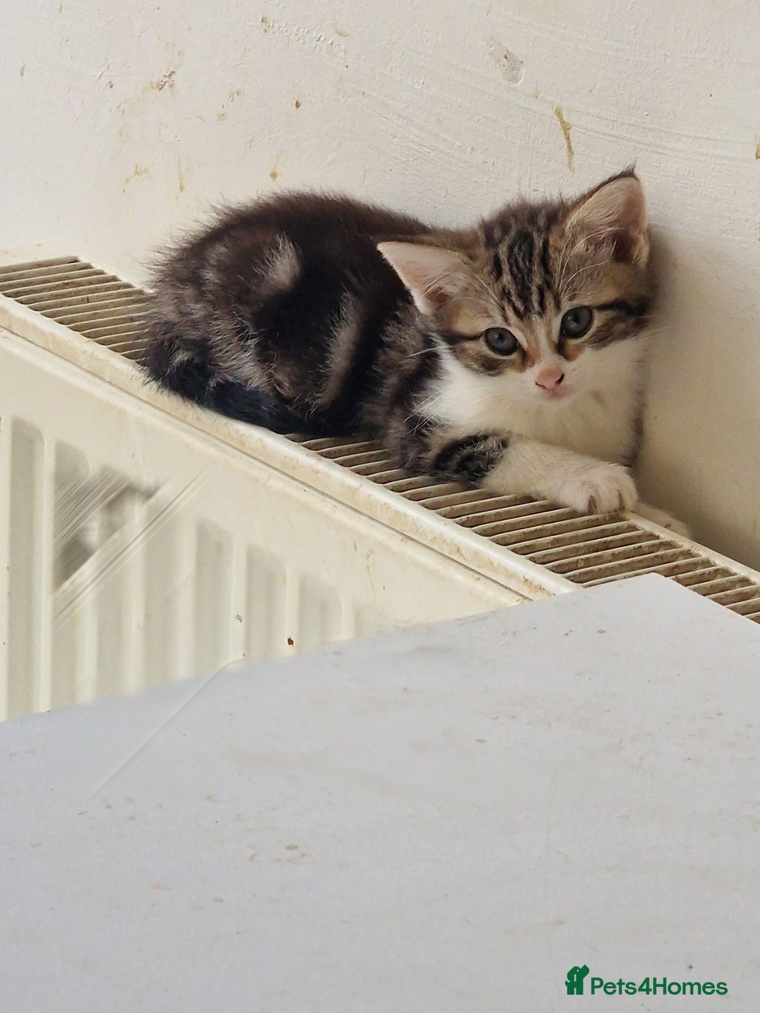 Mixed Breed cats for sale: 3 Adorable kittens  - Image 5