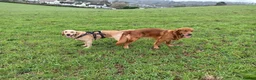Goldador dogs for sale: Two beautiful golden doors ready for new homes - Advert 6
