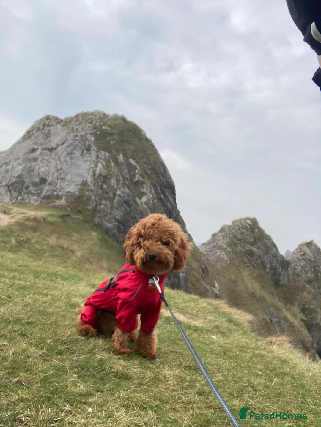 Miniature Poodle dogs for stud: Rufus  - Advert 20