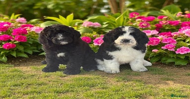 Saint Bernard dogs - Advert 7