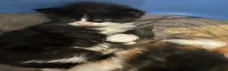 Turkish Van cats for sale: Very Fluffy Turkish Van Kittens  - Advert 4