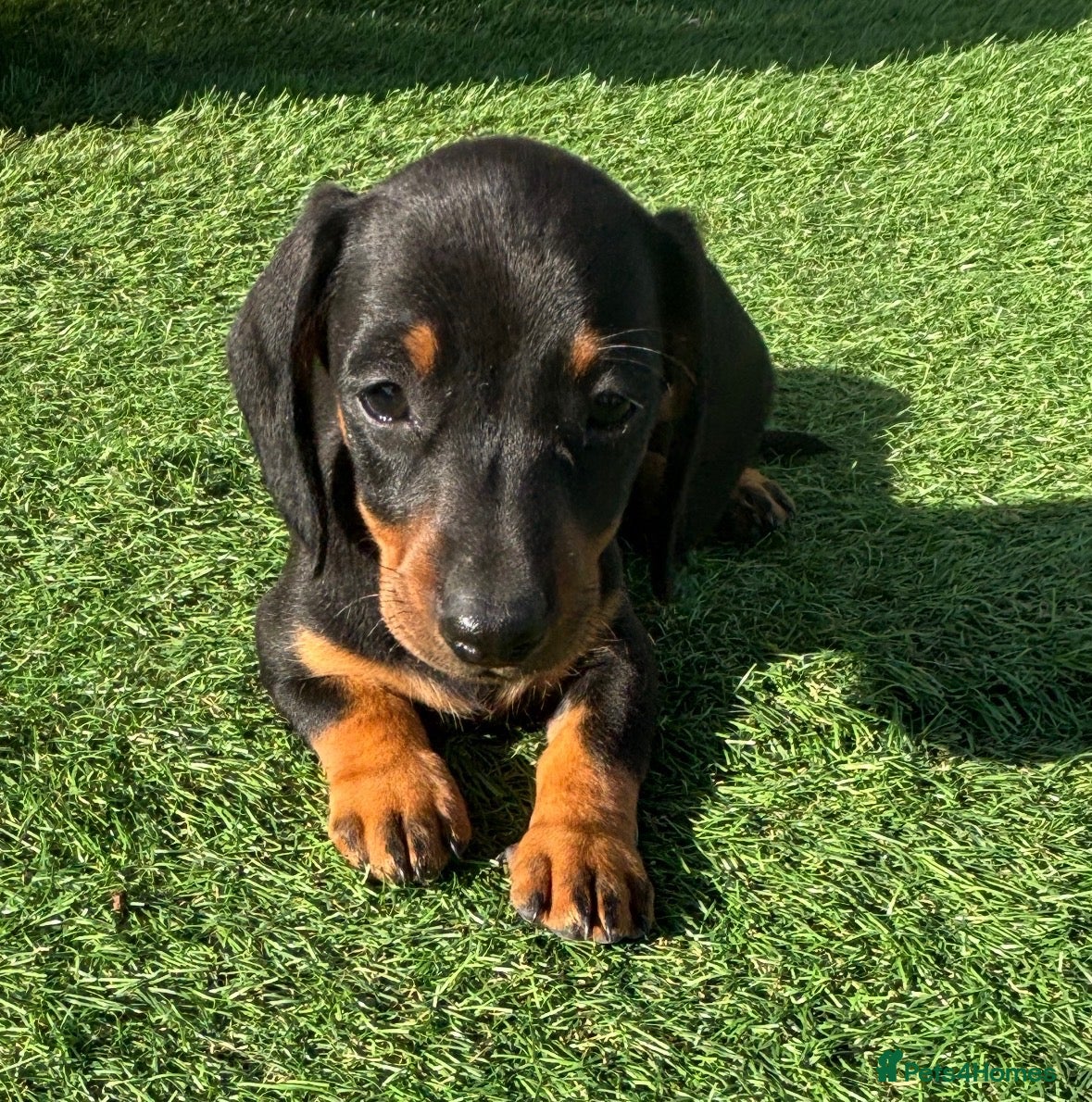 Dachshund dogs Miniature dachshund pups  - Advert 7