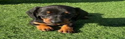 Dachshund dogs for sale: Miniature dachshund pups  - Advert 3