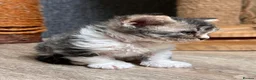 Selkirk Rex cats for sale: Gorgeous Selkirk rex kittens 😻 - Advert 11