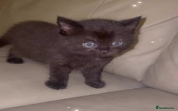 British Shorthair cats for sale: British Short Hair X - Image 2