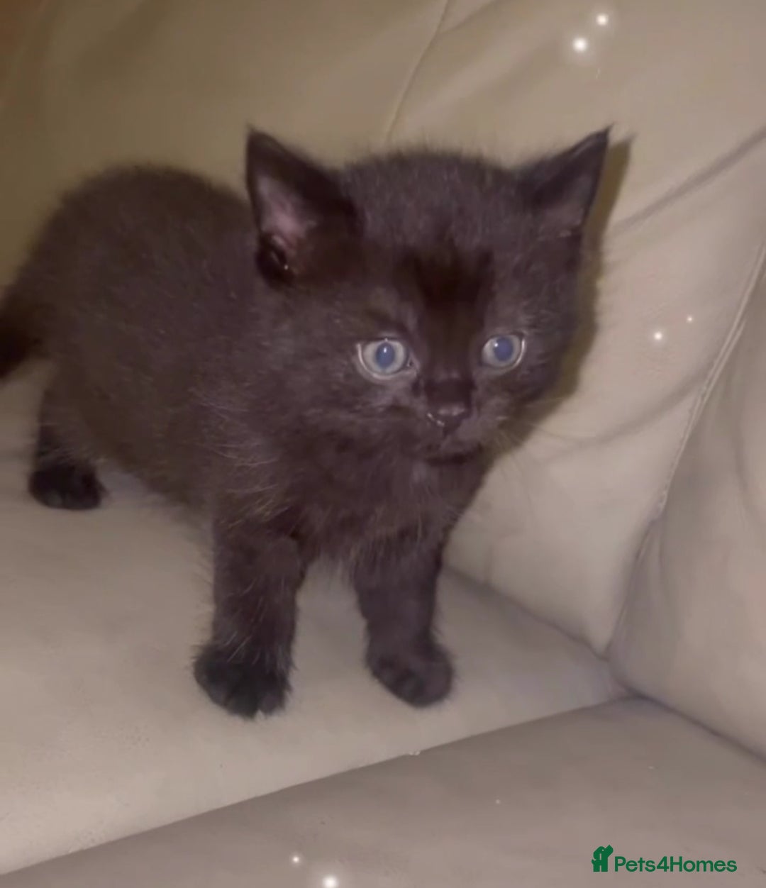 British Shorthair cats for sale: British Short Hair X - Image 2
