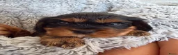 Cavalier King Charles Spaniel dogs for sale: KC Beautiful Health Tested Babies - Advert 3