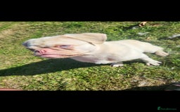 Pug dogs for stud: Pink kc reg stud - Image 4