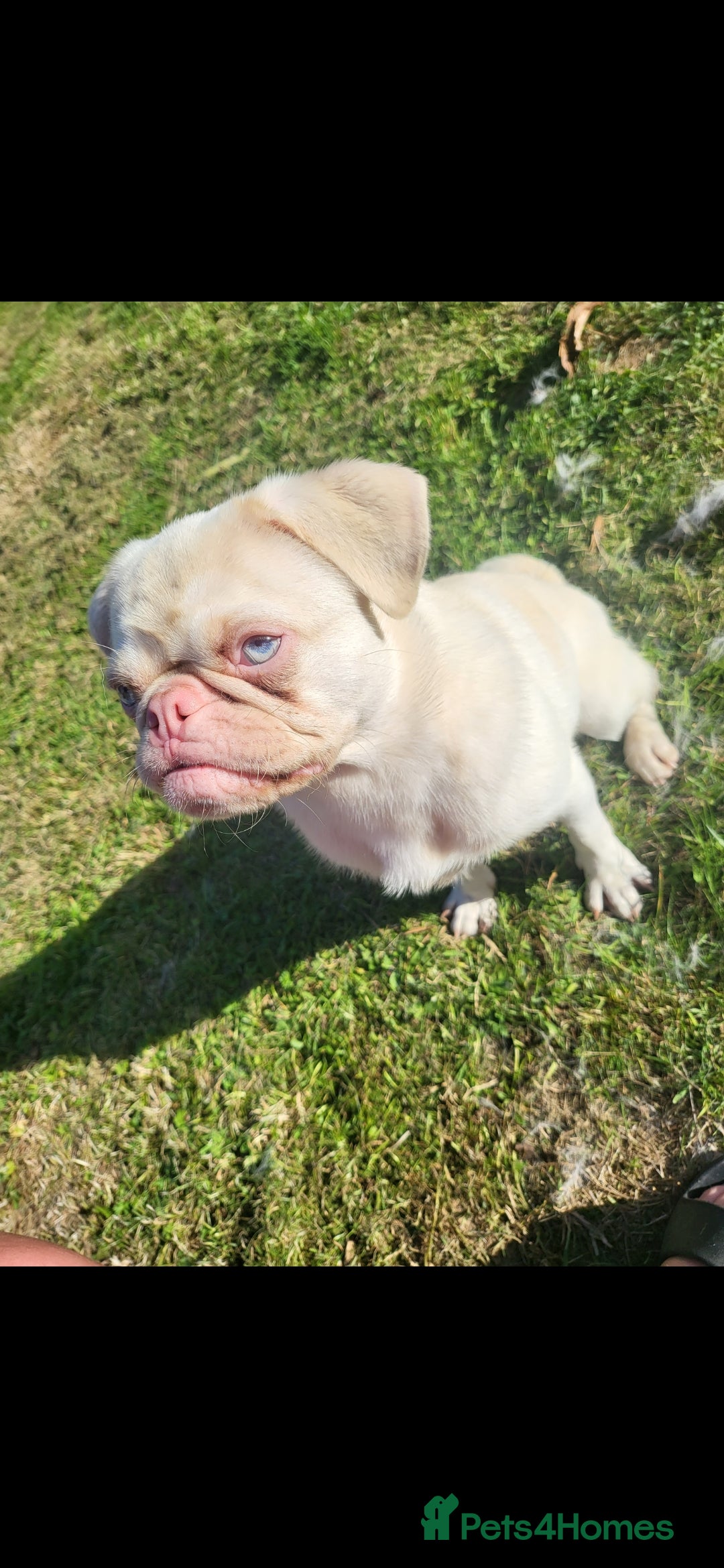 Pug dogs for stud: Pink kc reg stud - Image 4