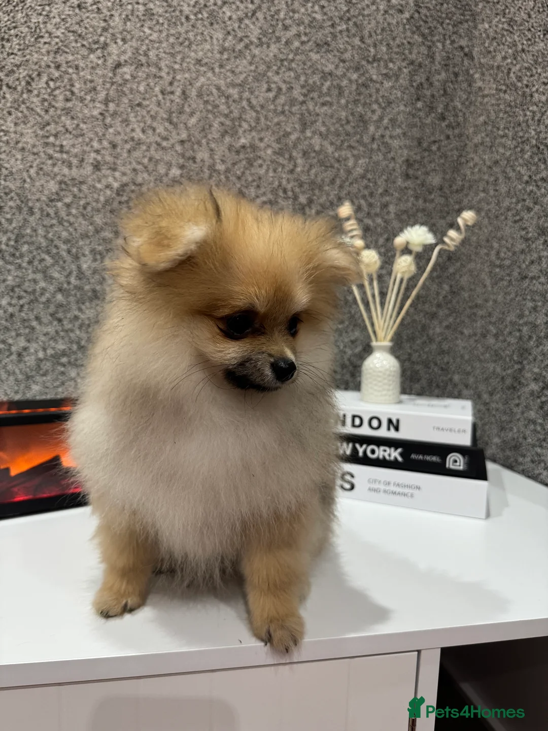 Pomeranian dogs for sale: KC registered boy! - Advert 9