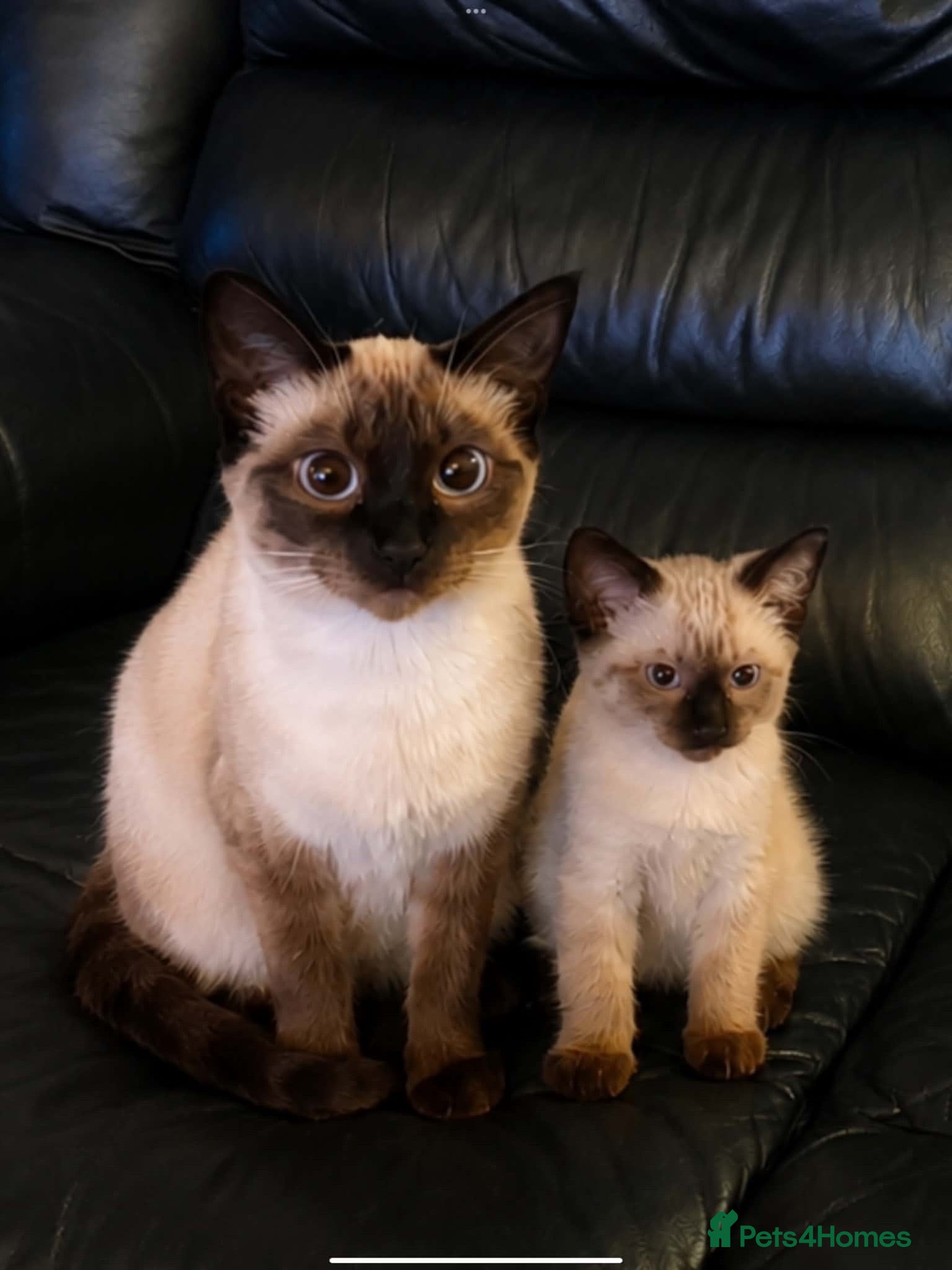 Ragdoll cats Lilac pointed Female Kitten - Advert 1