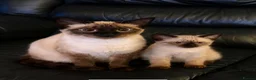 Ragdoll cats for sale: Lilac pointed Female Kitten - Advert 1