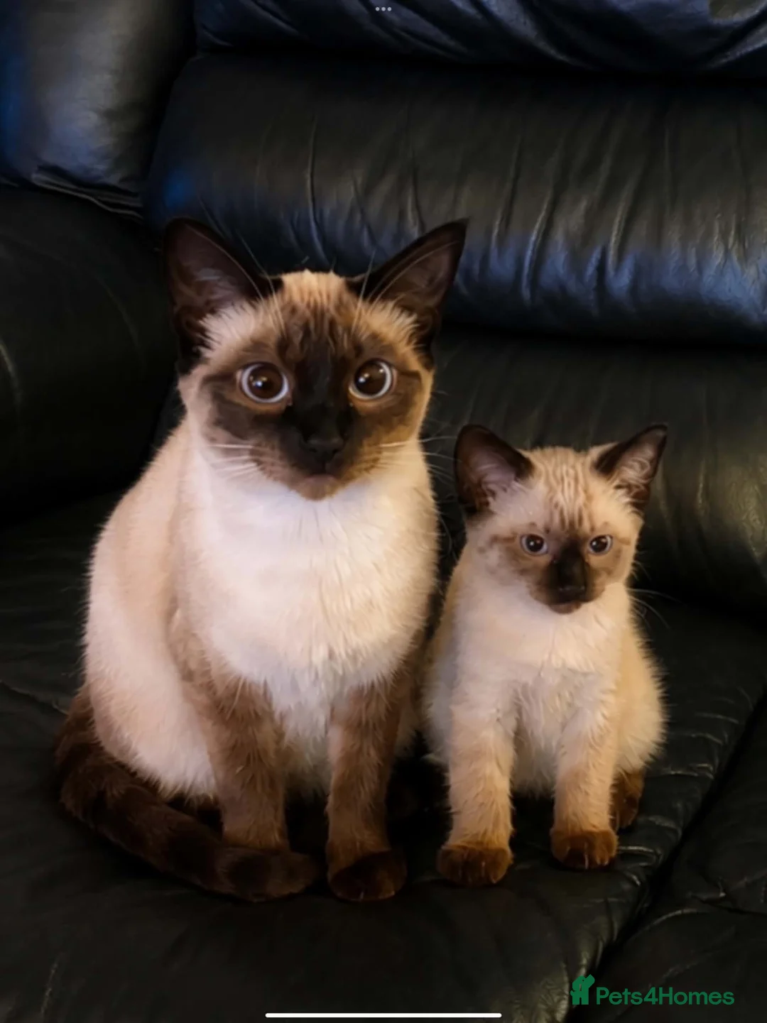 Ragdoll cats for sale: Lilac pointed Female Kitten - Advert 1