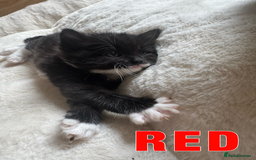 Ragdoll cats for sale: Ragdoll X kittens - Image 4