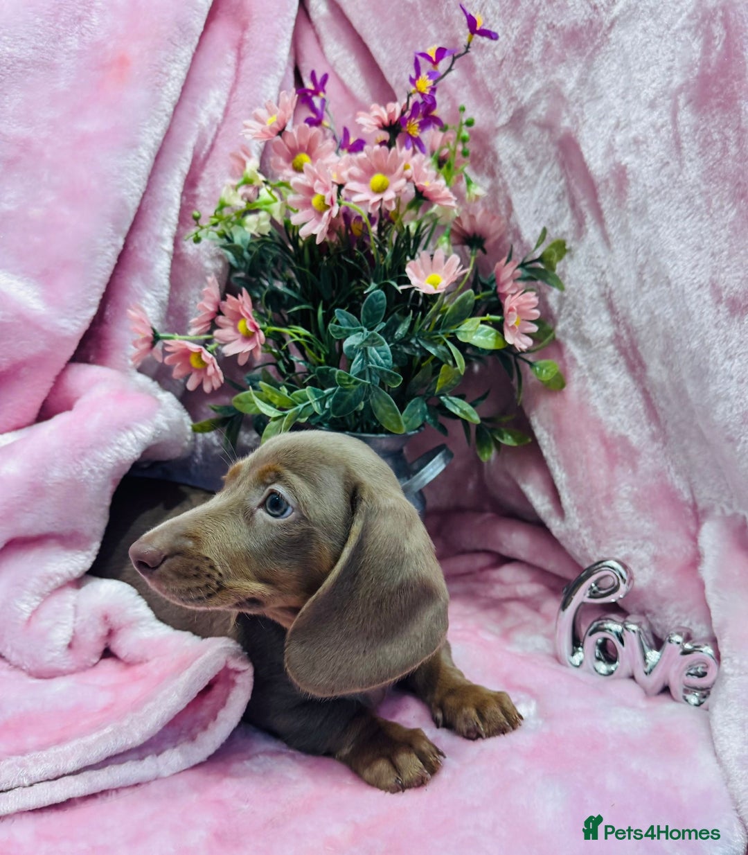Miniature Dachshund dogs for sale: Miniature dachshunds - Advert 37
