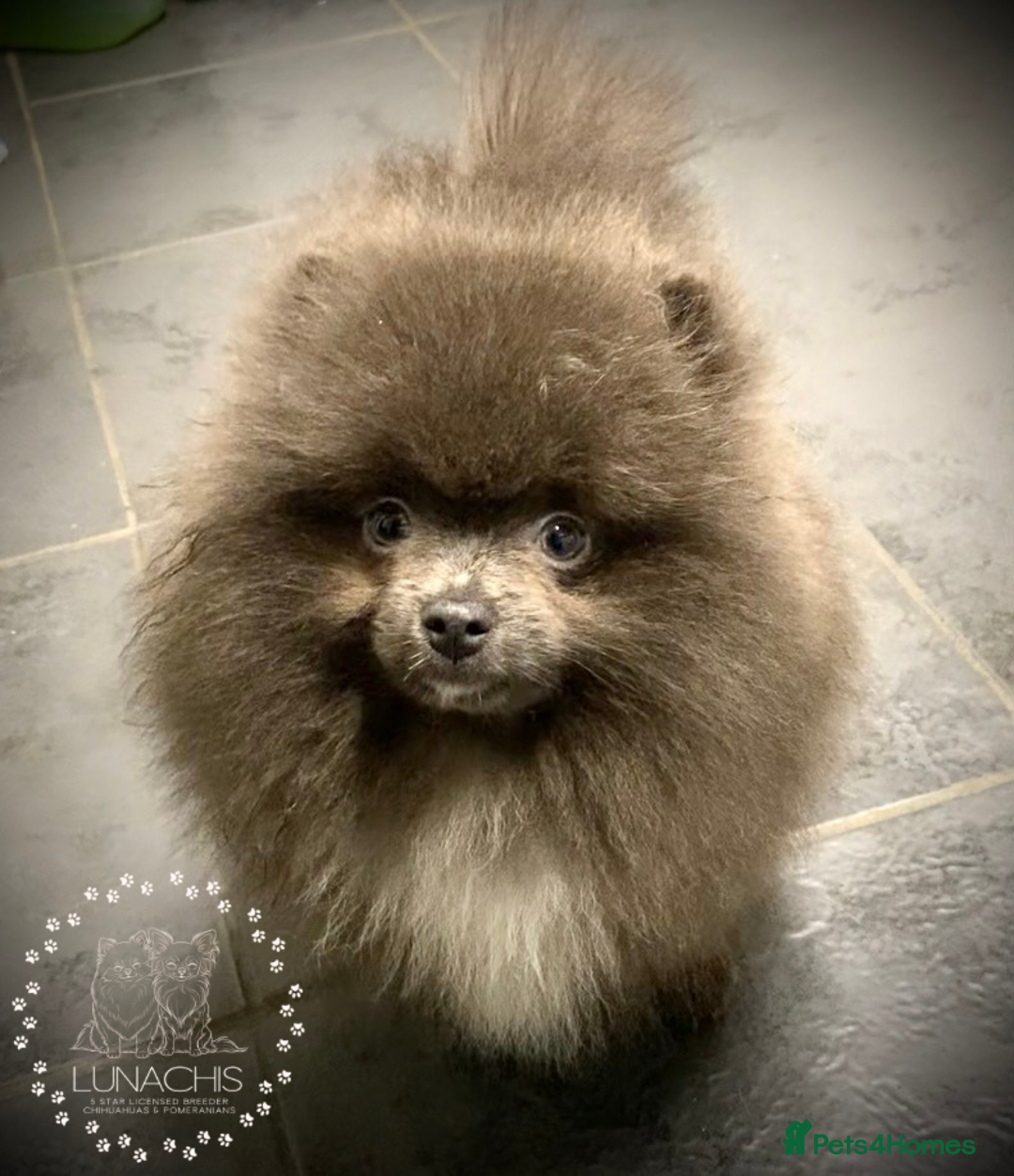 Pomeranian dogs for sale: Stunning Pomeranian puppies - Advert 5