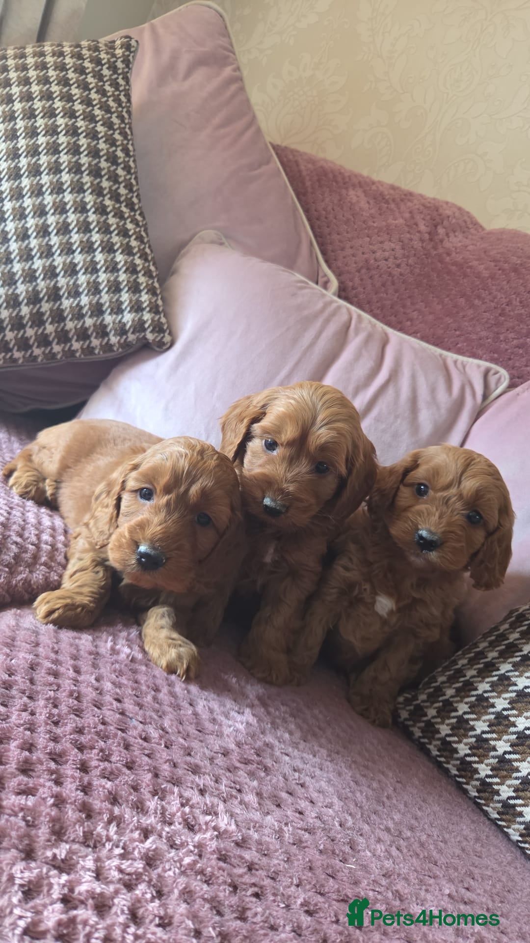 Cavapoo dogs RUBY RED HEALTH CHECKED CAVAPOOS in Stoke-on-Trent - Advert 2