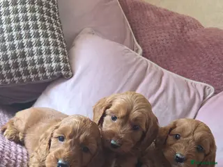 Cavapoo dogs RUBY RED HEALTH CHECKED CAVAPOOS in Stoke-on-Trent - Advert 1