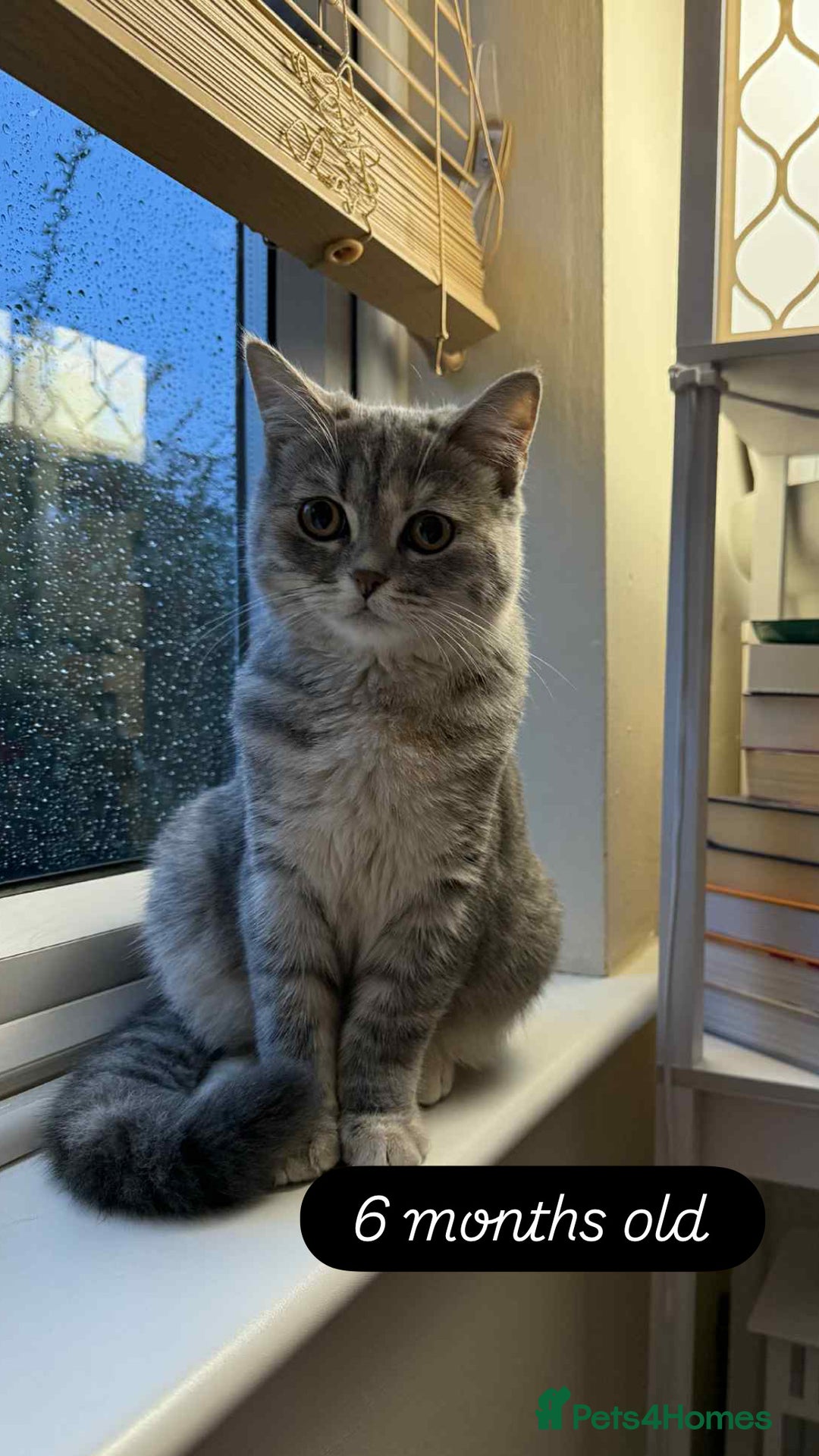 Scottish Fold cats for sale: Beautiful litter looking for new homes ❤️❤️ - Advert 3