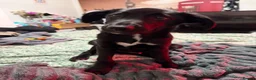 Borador dogs for sale: lab cross collie  in Dudley - Advert 1