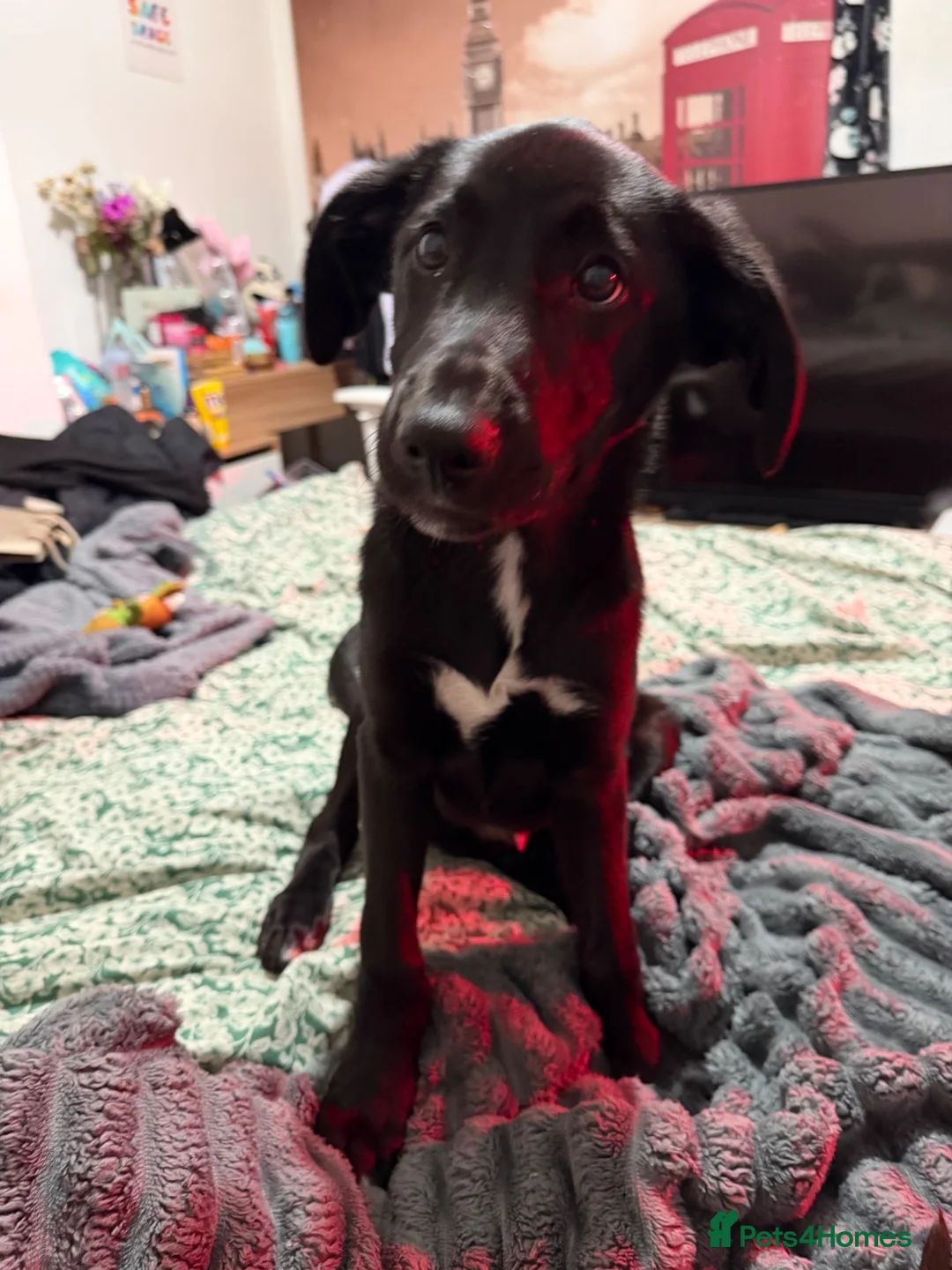 Borador dogs for sale: lab cross collie  in Dudley - Advert 1