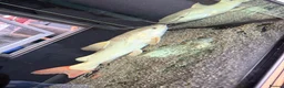 Catfish fish for sale: Platinum retail catfish  - Advert 5