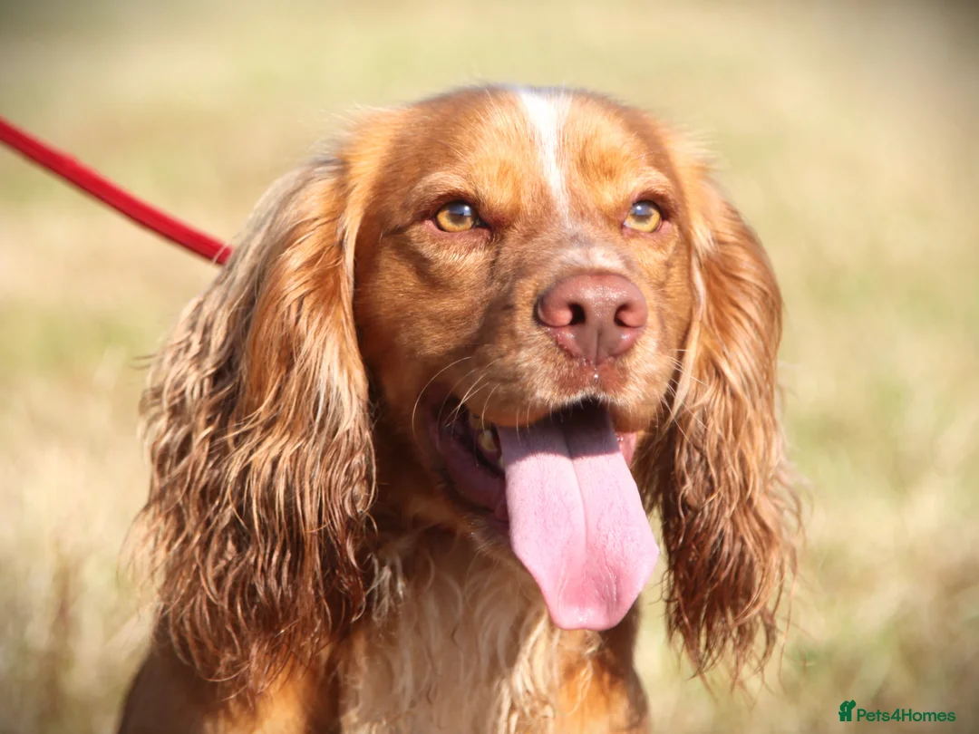 Cocker Spaniel dogs for stud: George - Professional Stud Service  in Eastleigh - Advert 5