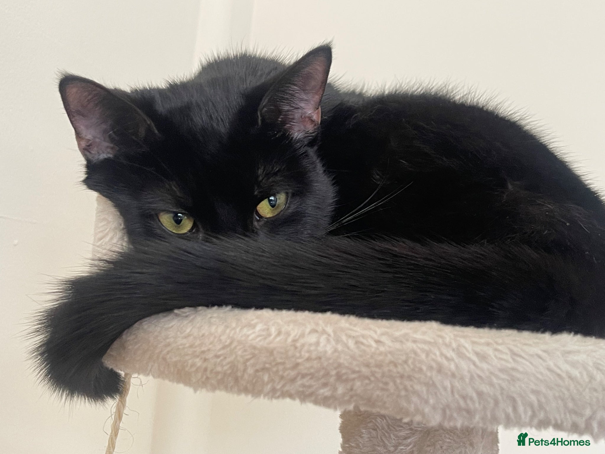 Mixed Breed cats Adorable kittens up for sale!  - Advert 1