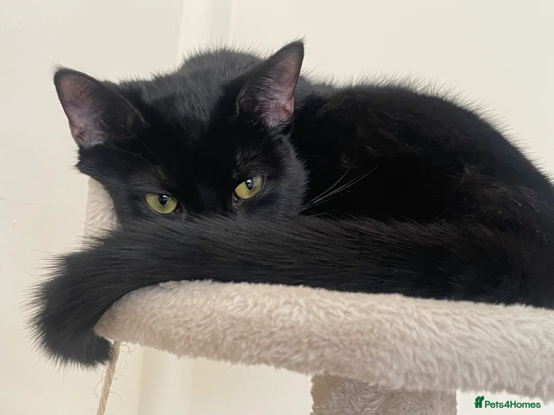 Mixed Breed cats for sale: Adorable kittens up for sale!  in Birmingham - Advert 1