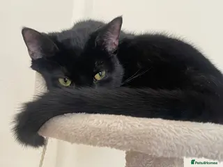 Mixed Breed cats Adorable kittens up for sale! - Advert 3