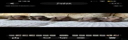 Miniature Dachshund dogs for sale: Kc REGISTERED PUPPY - Advert 8
