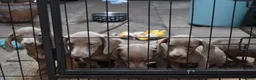 Miniature Dachshund dogs for sale: TRUE miniature dachsaund in Leicester - Advert 23