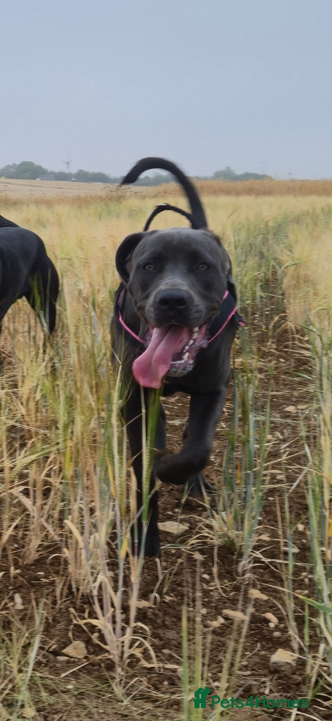 Cane Corso dogs for sale: Ready for new homes, cane corsos.  - Advert 22