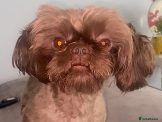 Shih Tzu dogs in Washington - Advert 9