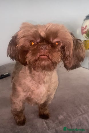 Shih Tzu dogs in Washington - Advert 1