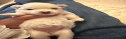 Pomeranian dogs for sale: 4 beautiful white Pomeranian boys  in Gloucester - Advert 12