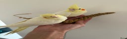 Cockatiels birds for sale: Beautiful Cockatiels for sale  - Advert 10