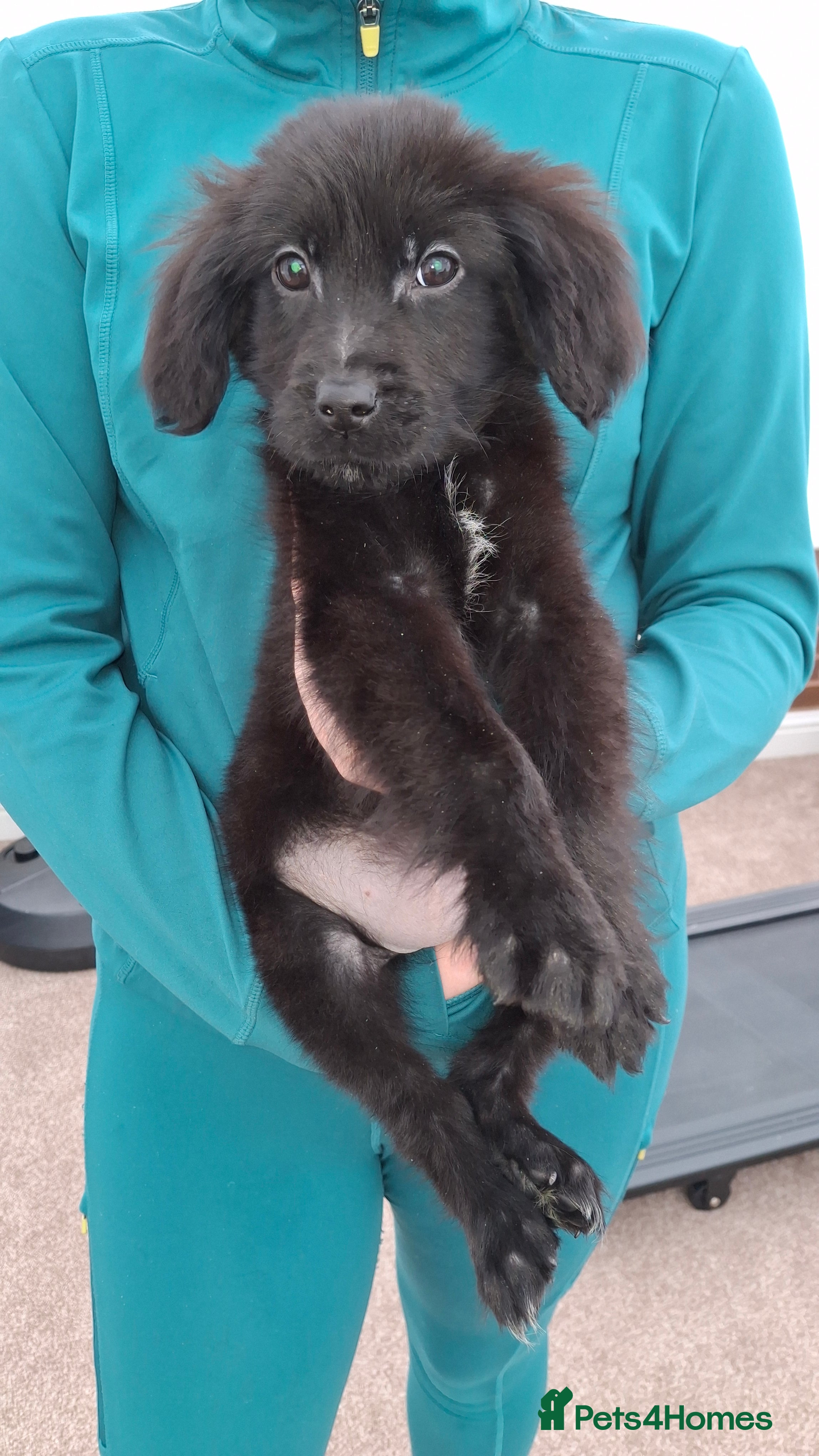 Mixed Breed dogs flat coated retriever x golden retriever puppies. - Advert 9