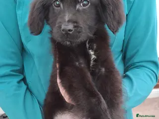 Mixed Breed dogs flat coated retriever x golden retriever puppies. - Advert 9