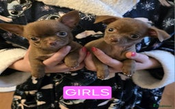 Chihuahua dogs for sale: Stunning Chocolate Chihuahua Puppies 🐶 - Image 3