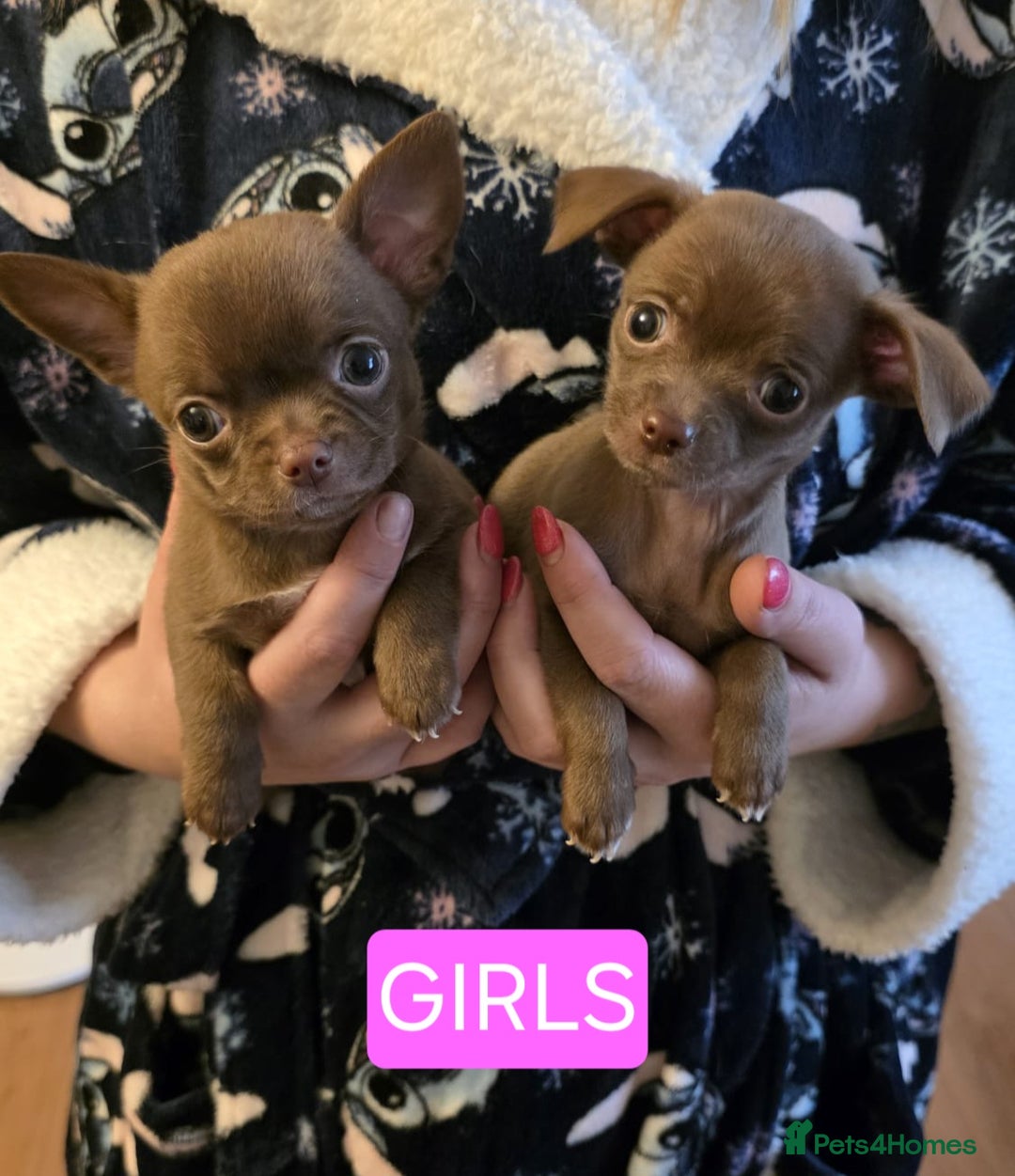Chihuahua dogs for sale: Stunning Chocolate Chihuahua Puppies 🐶 - Image 3